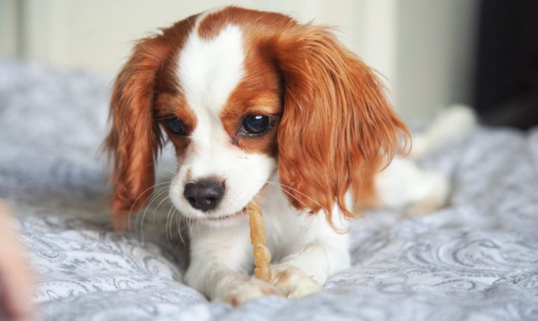 Cavalier King Charles chiot friandise