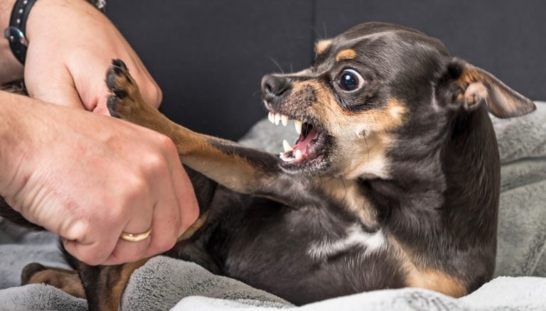 Chihuahua agressif