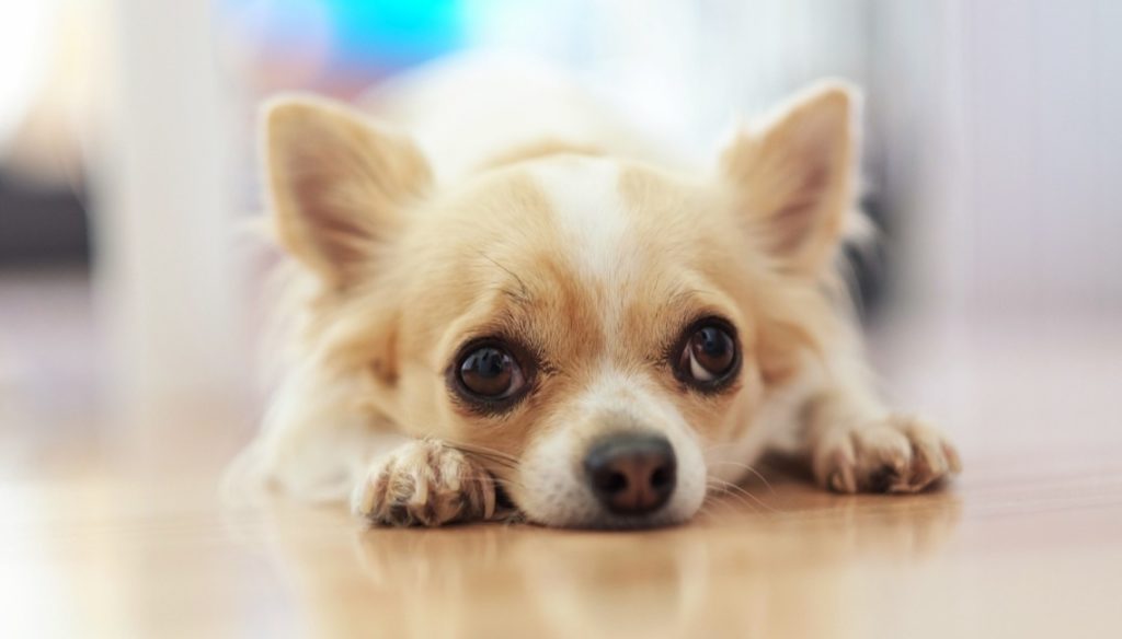 Chihuahua tendre