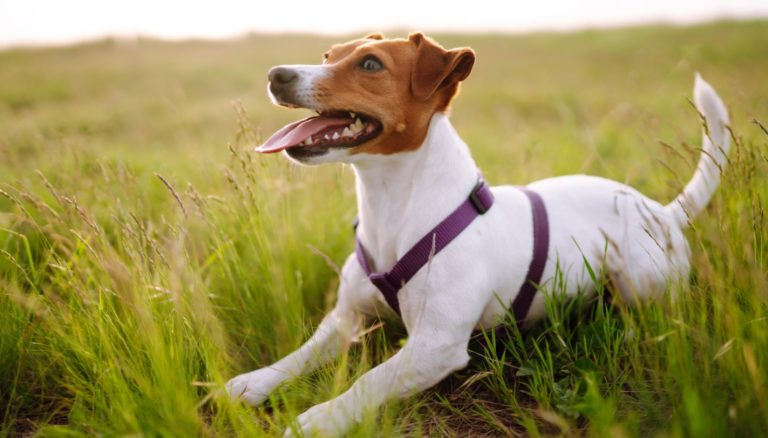 Jack Russel chasse