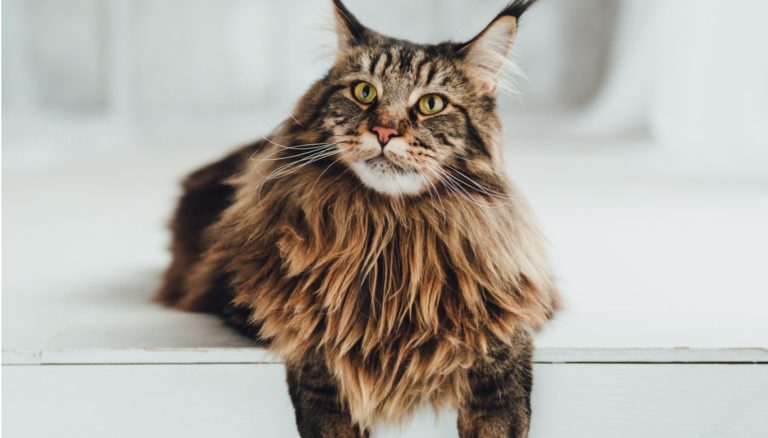 Maine Coon adulte