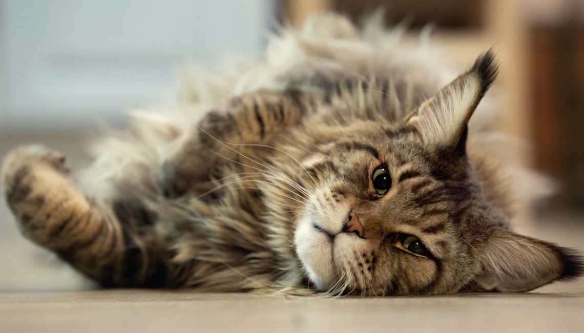 Maine Coon au sol