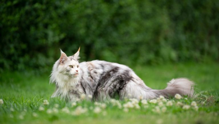 Maine Coon chasse