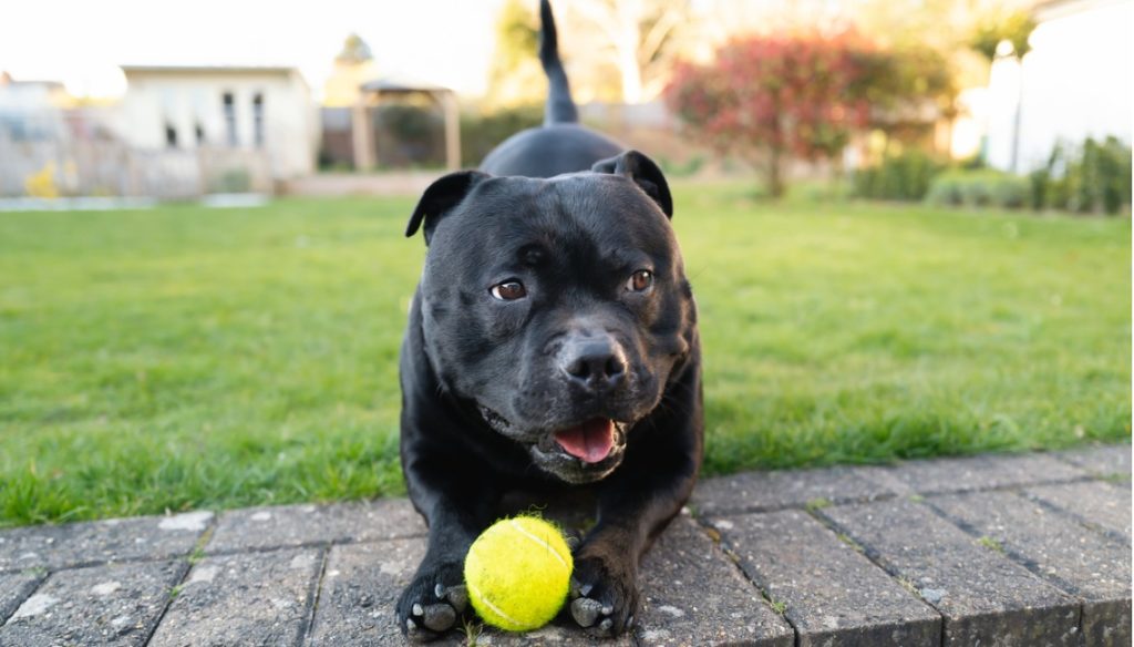 Staffordshire Bull Terrier jeu avec balle