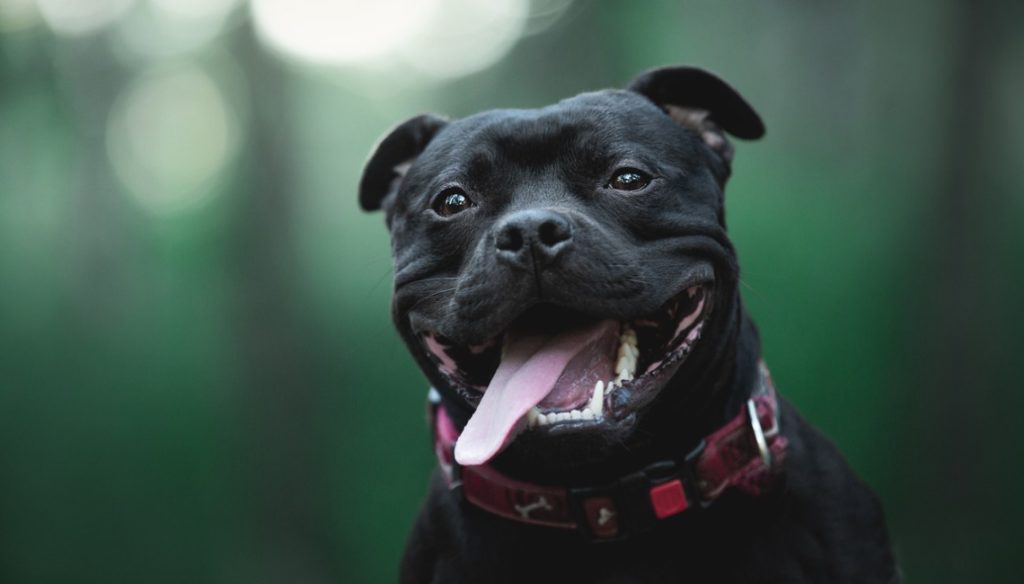 Staffordshire Bull Terrier portrait