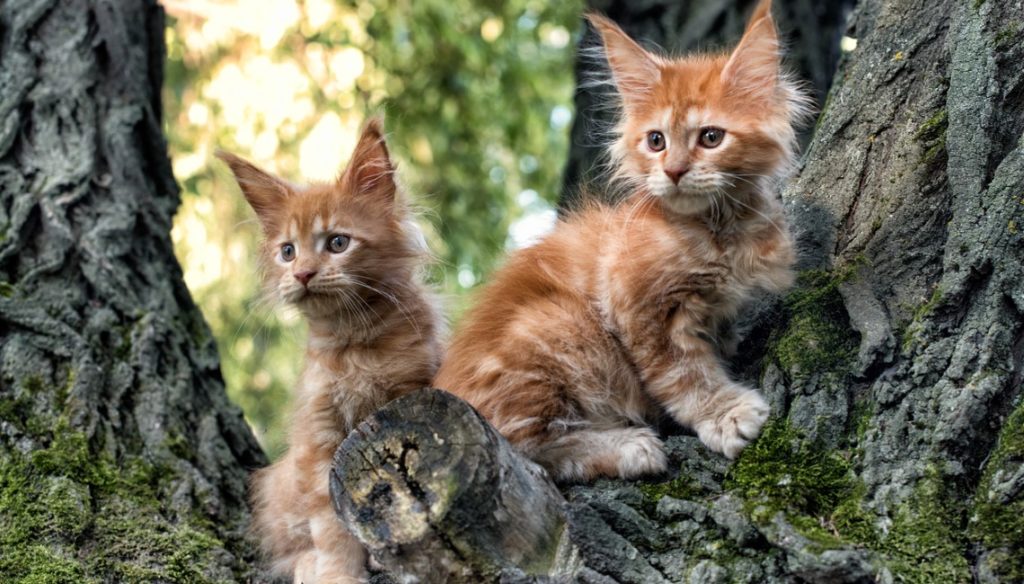 chatons Maine Coon
