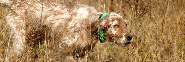 setter anglais chasse