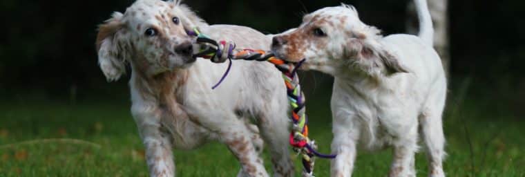 setter anglais chiots