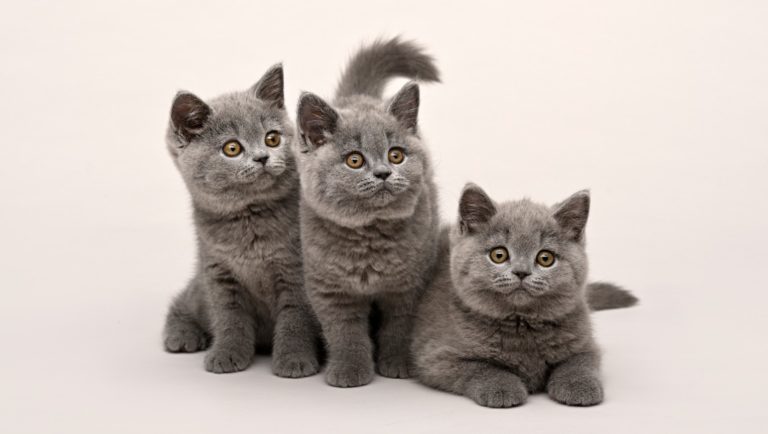 trois chatons British shorthair