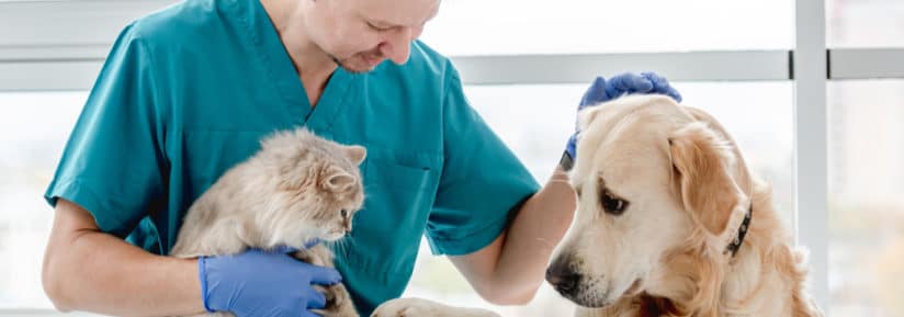 Assurance pour vétérinaire