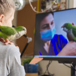 Vétérinaire aviaire en ligne