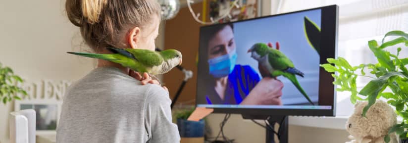 Vétérinaire aviaire en ligne