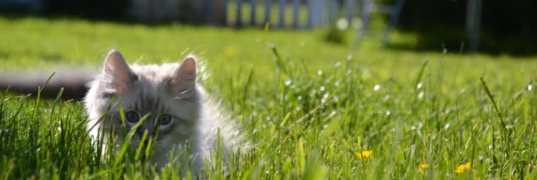 chaton sibérien