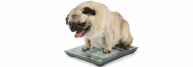 La prise de poids après la castration du chien