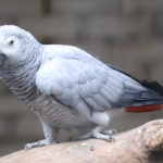 vétérinaire perroquet Gris du Gabon