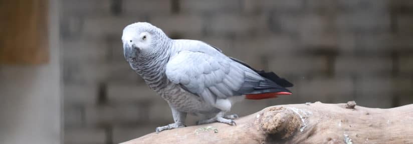 vétérinaire perroquet Gris du Gabon