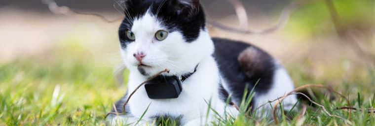 collier gps pour chat