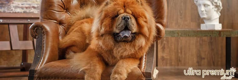 Ultra-Premium-Direct-pour-chow-chow