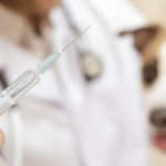 Arthrose du chien et euthanasie
