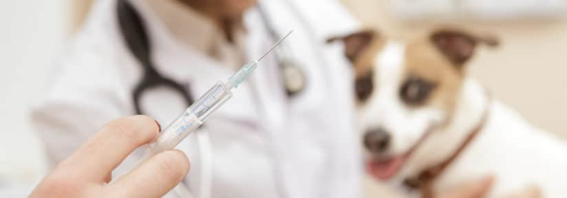 Arthrose du chien et euthanasie