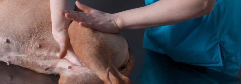 Massages pour un chien souffrant d'arthrose