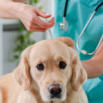 Nouveau traitement pour l'arthrose du chien