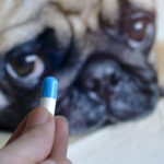 médicaments arthrose chien