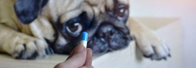 médicaments arthrose chien