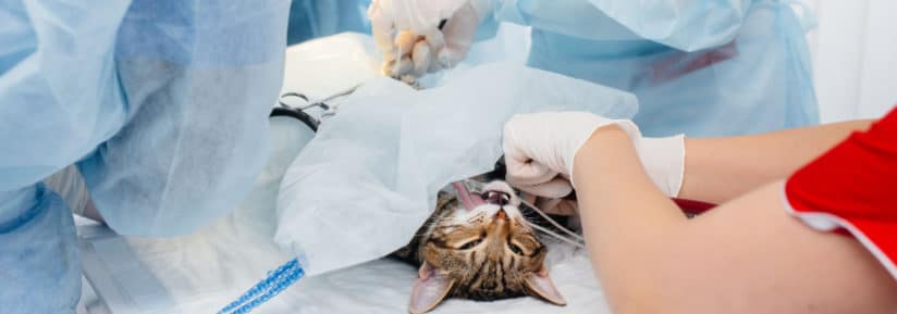 Prix opération ligament croisé chat