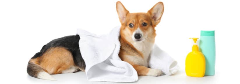Shampoing maison et naturel pour chien