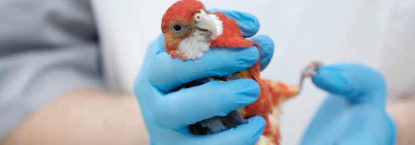 assurance perroquet