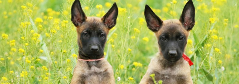 croquette chiot malinois