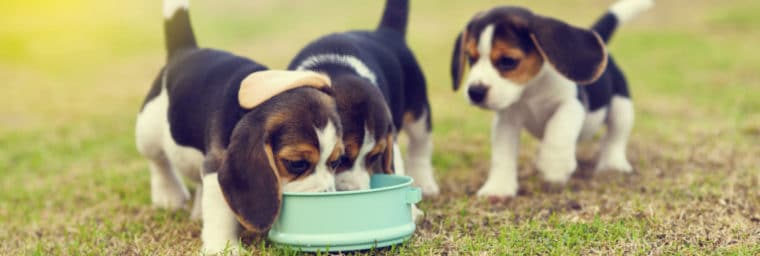 Croquettes pour un chiot Beagle