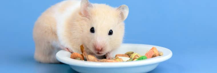 aliments interdits pour les hamsters
