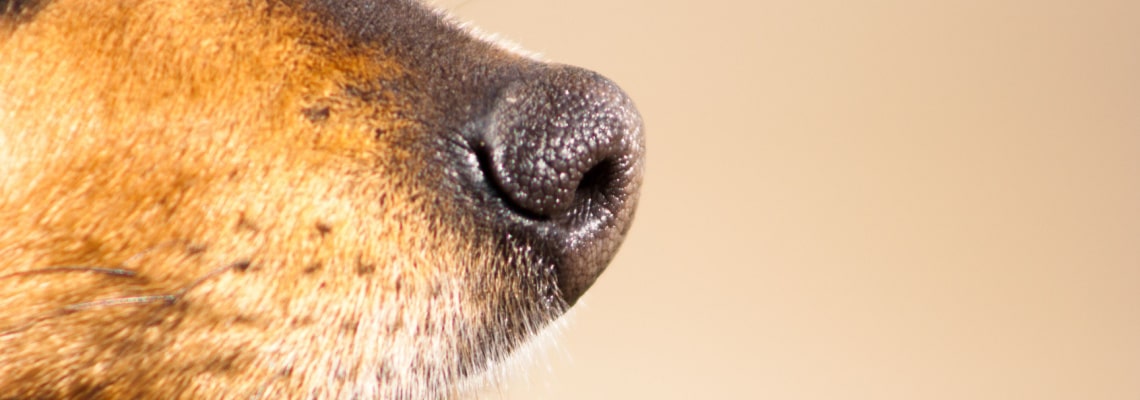 Truffe chaude du chien