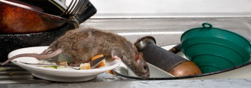 Aliment mortel pour rat