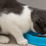 croquette chat stérilisé sans céréales