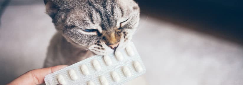 Anti-inflammatoires pour chat