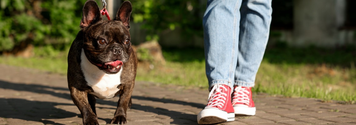 Bouledogue français