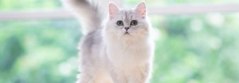 Chats blancs aux yeux verts
