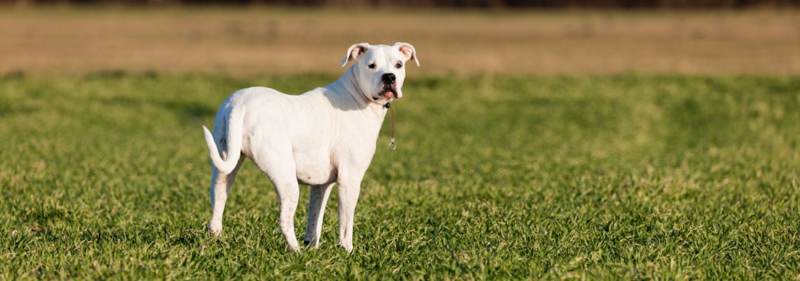 Dogue Argentin