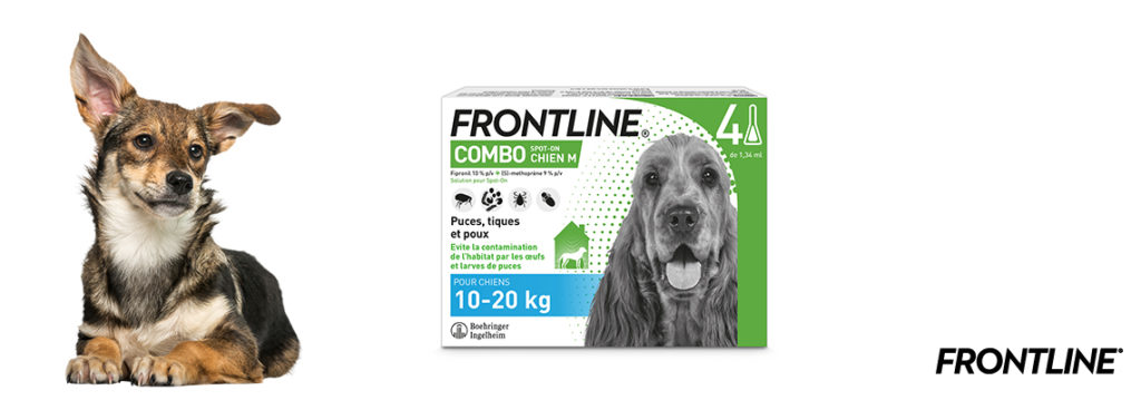 Frontline chien