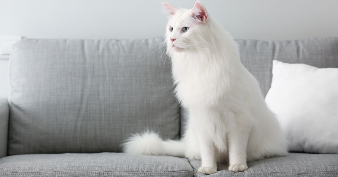 Maine Coon blanc poil long