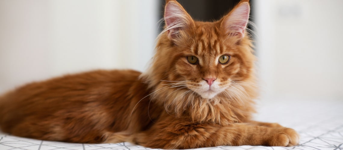 Maine Coon roux