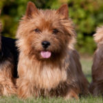 Norwich Terrier