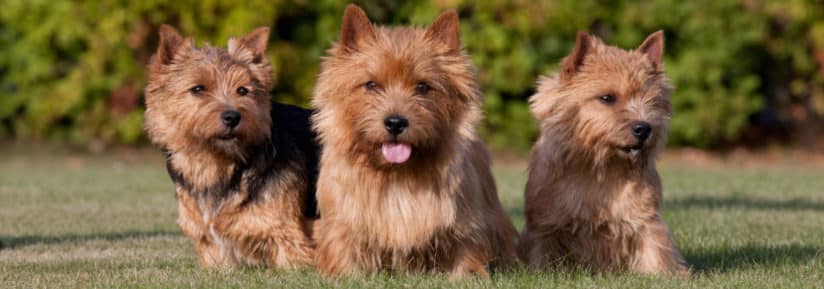 Norwich Terrier