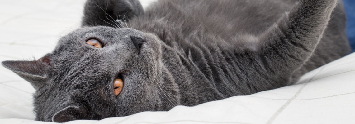 race de chat Chartreux