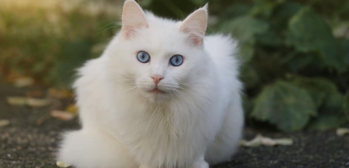 Angora Turc blanc yeux bleus