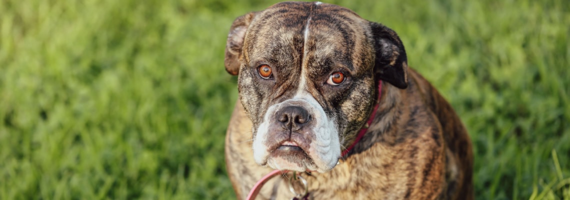 Bouledogue américain