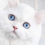 Chats blancs aux yeux bleus